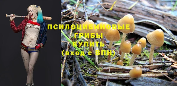крисы Абаза