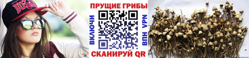 где продают наркотики  Новая Усмань  Галлюциногенные грибы GOLDEN TEACHER 